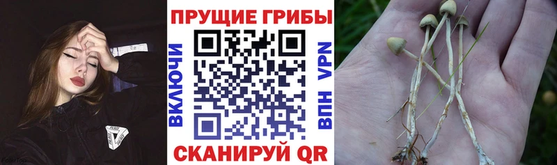 Псилоцибиновые грибы Psilocybine cubensis  ссылка на мегу ТОР  Шагонар 